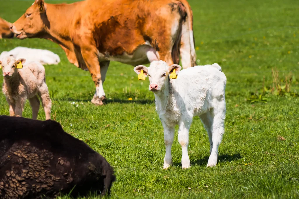 white-calf.webp