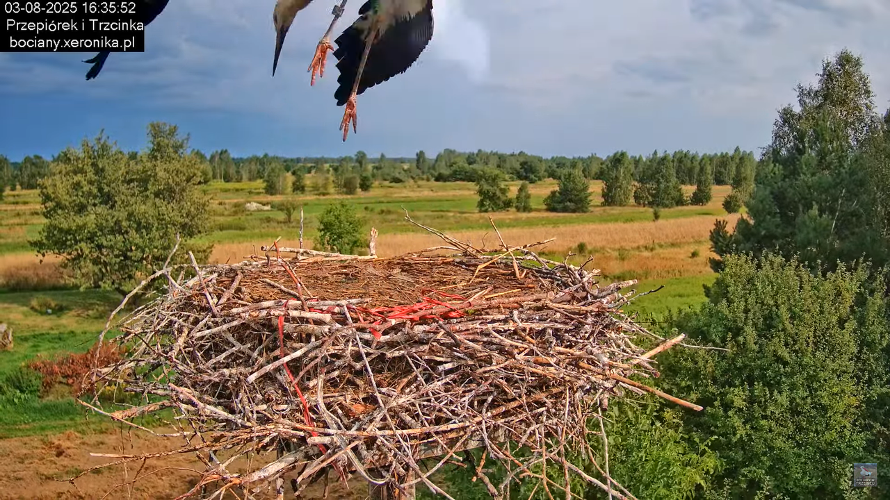 03082025bociany39