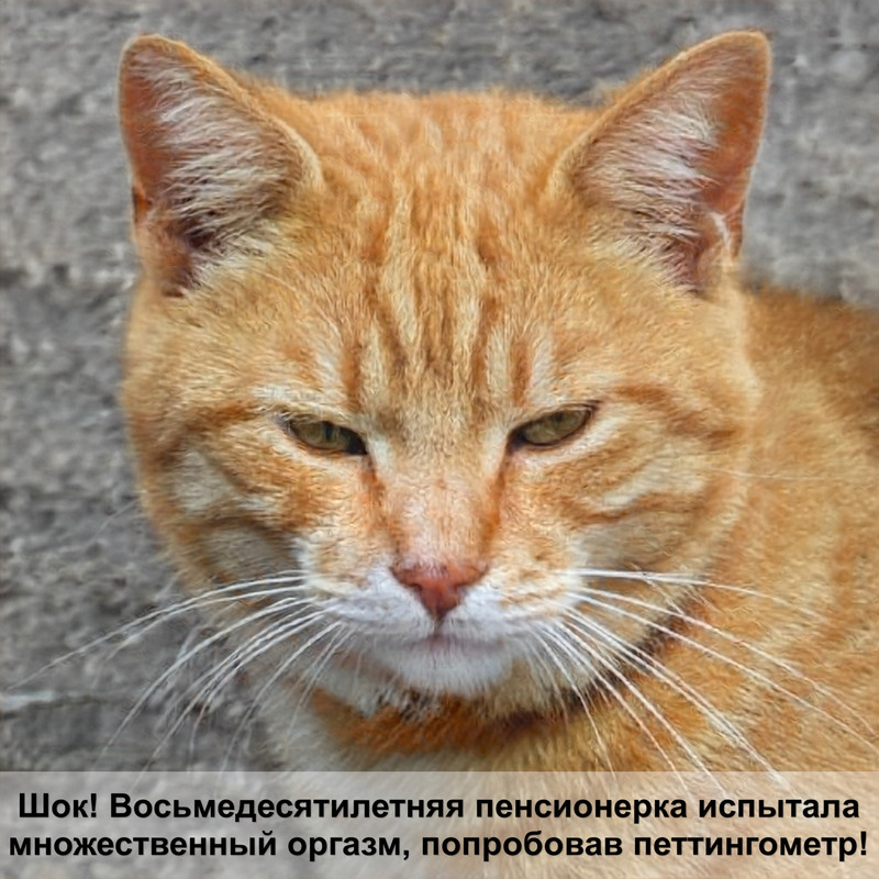 кошка рожает котят