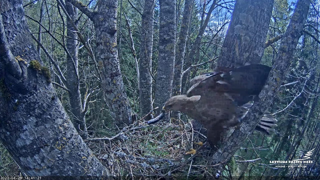 LVM Mazais ērglis Aizkuja, apse 2 - Lesser Spotted Eagle 12-0-21 screenshot