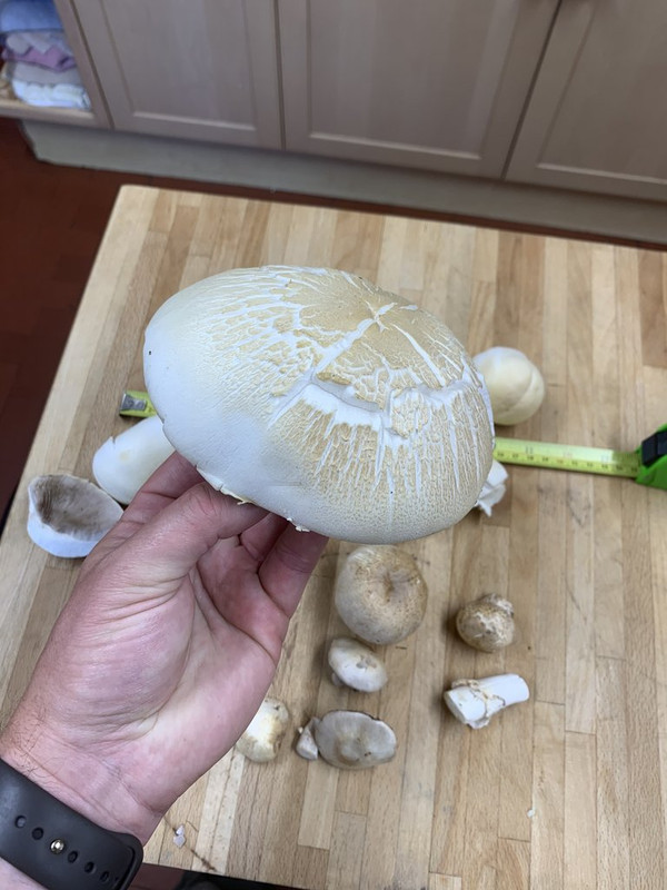 A82DC66C-B83D-4280-AF0B-6982F450AA48