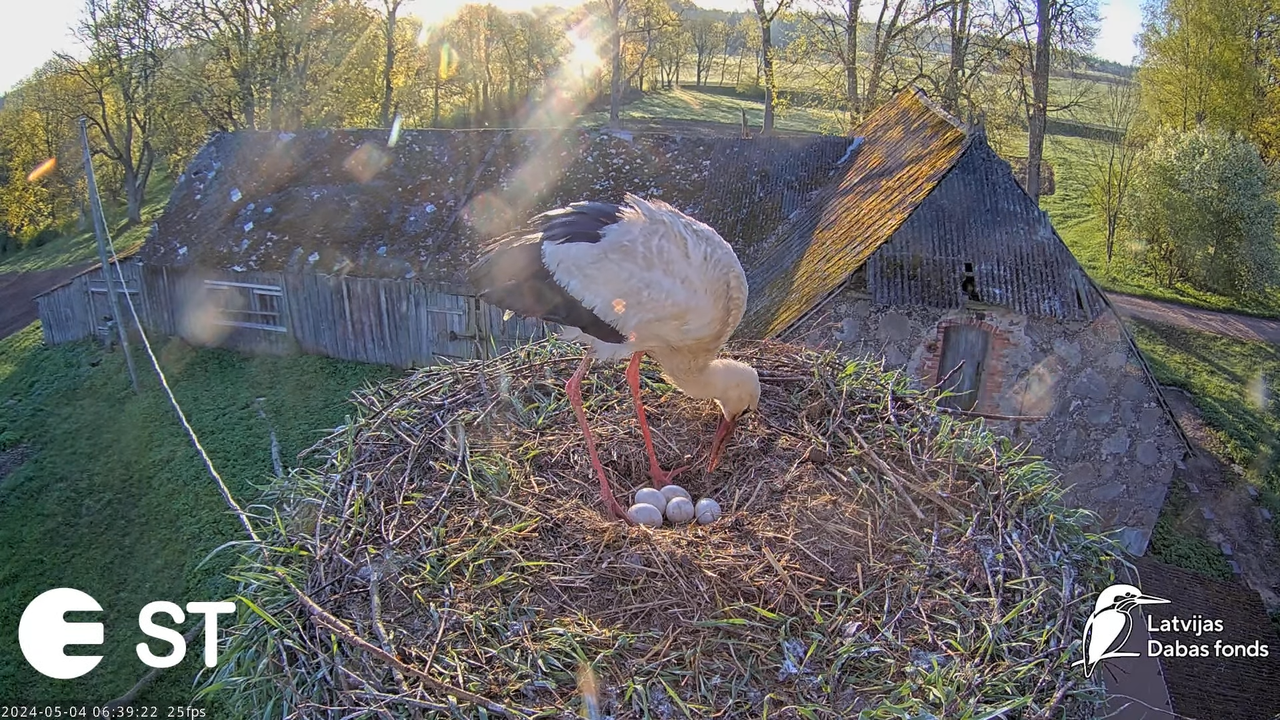 Baltie stārķi (Ciconia ciconia) Tukuma novadā - LDF tiešraide __ White storks in Tukums, Latvia 10-8