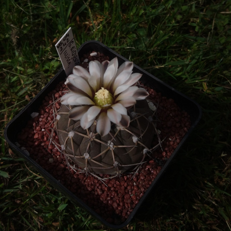 Gymnocalycium bodenbenderianum (riojense) VG 04-242