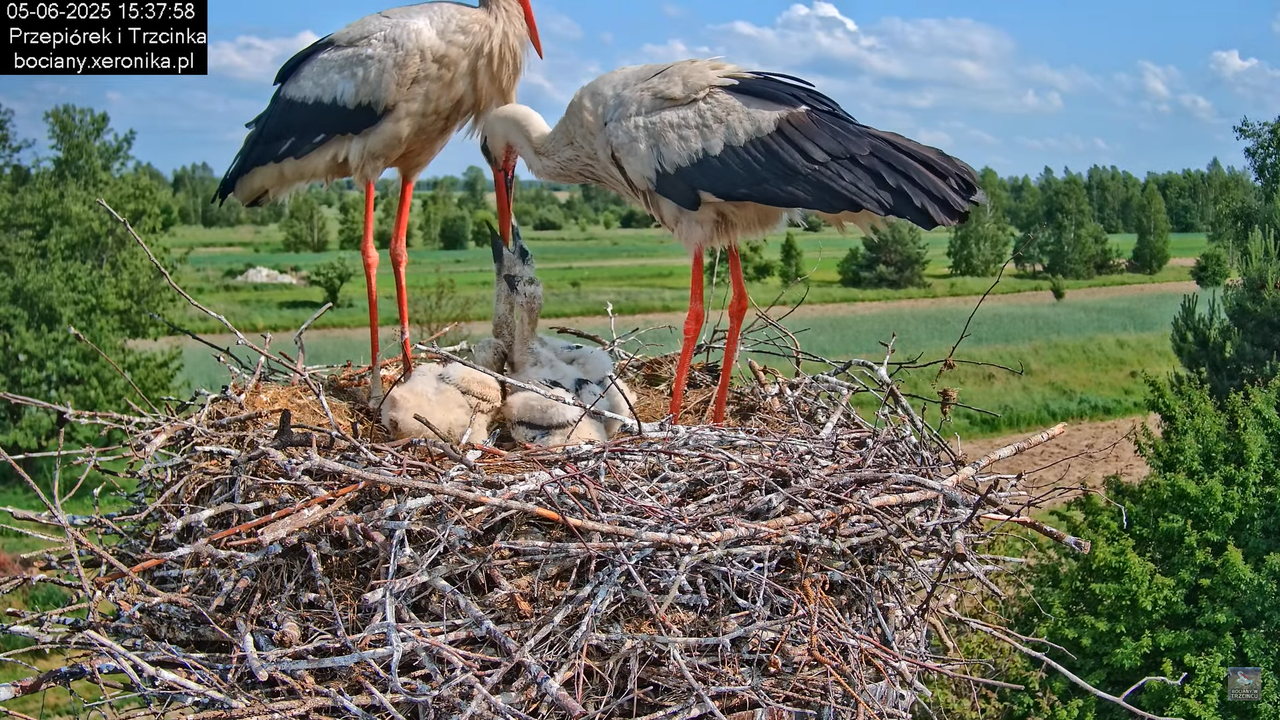 05062025bociany42