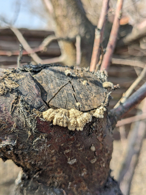 PXL 20260323 084518356 PORTRAIT