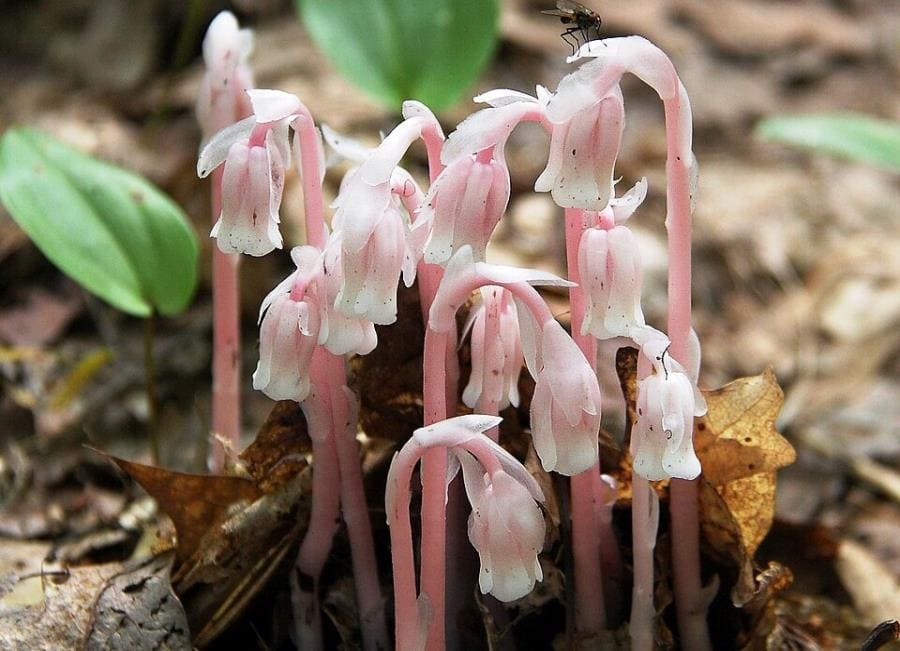 Monotropa uniflora - шедевр эволюции без хлорофилла и фотосинтеза Monotropa uniflora - шедевр эволюции без хлорофилла и фотосинтеза