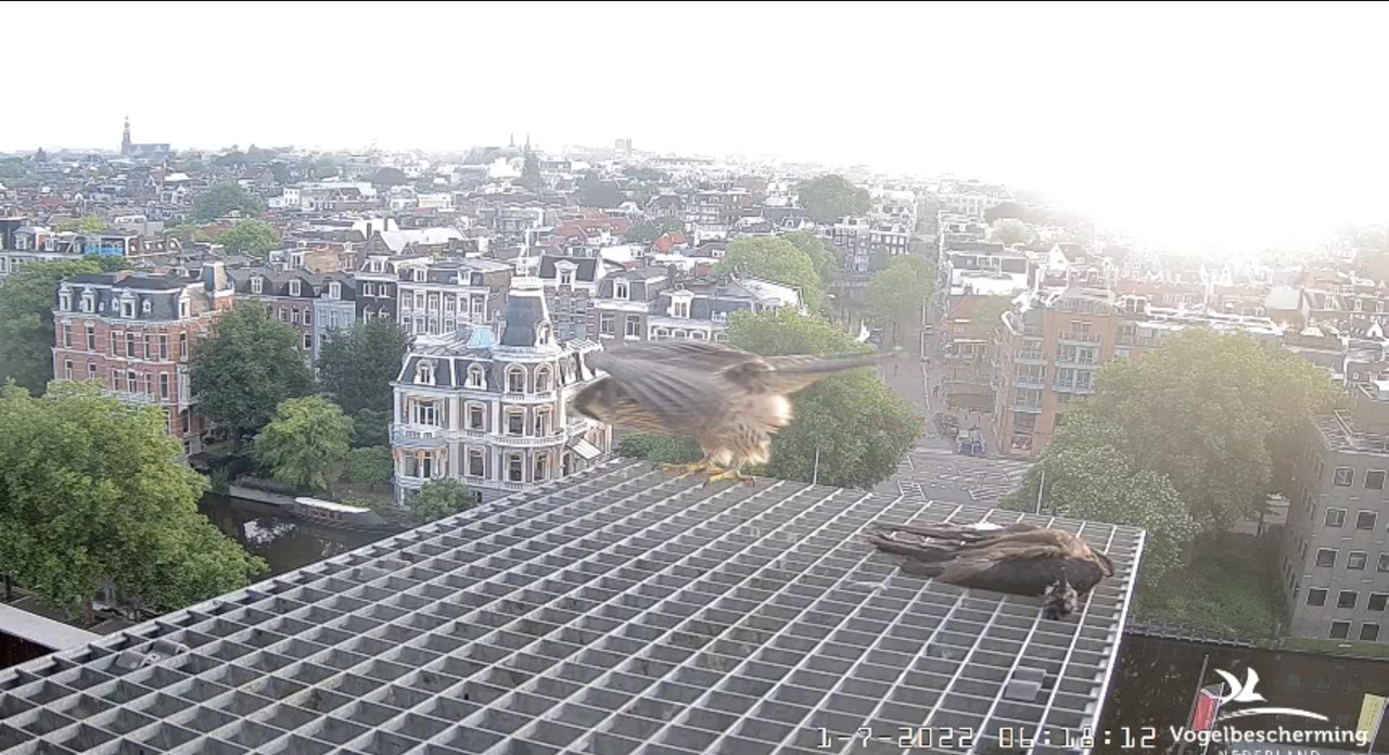 Amsterdam/Rijksmuseum screenshots © Beleef de Lente/Vogelbescherming Nederland - Pagina 35 Video-2022-07-01-062129-Moment-7