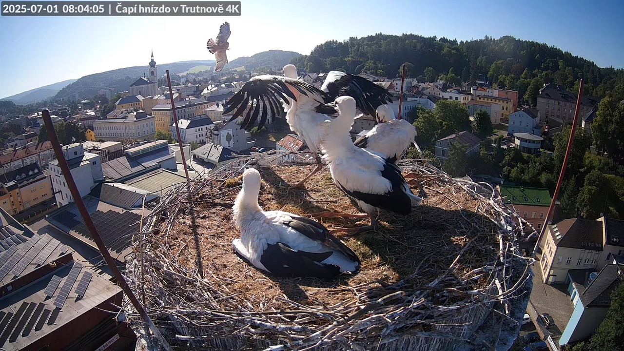Tiešraide no stārķa ligzdas uz alus darītavas skursteņa Trutnovā 12-41-51 screenshot (1)