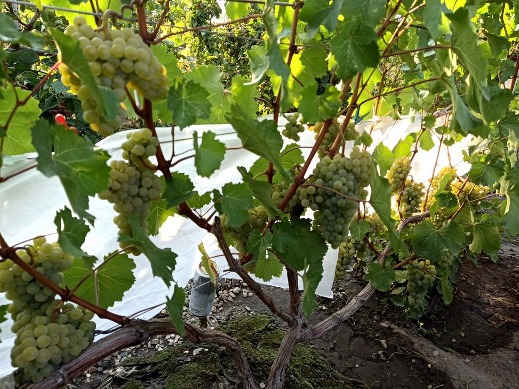 Цитронный Магарача_20240801_175700