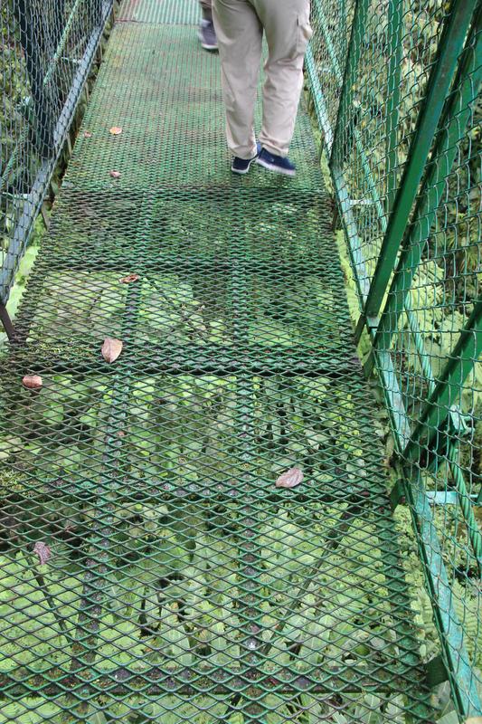 DE TORTUGAS Y PEREZOSOS. COSTA RICA 2019 - Blogs de Costa Rica - DIA 11: TIROLINAS EN MONTEVERDE Y TOUR NOCTURNO POR LA SELVA (19)