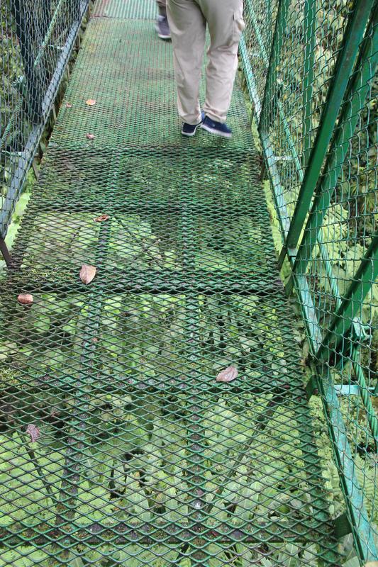 DIA 11: TIROLINAS EN MONTEVERDE Y TOUR NOCTURNO POR LA SELVA - DE TORTUGAS Y PEREZOSOS. COSTA RICA 2019 (19)