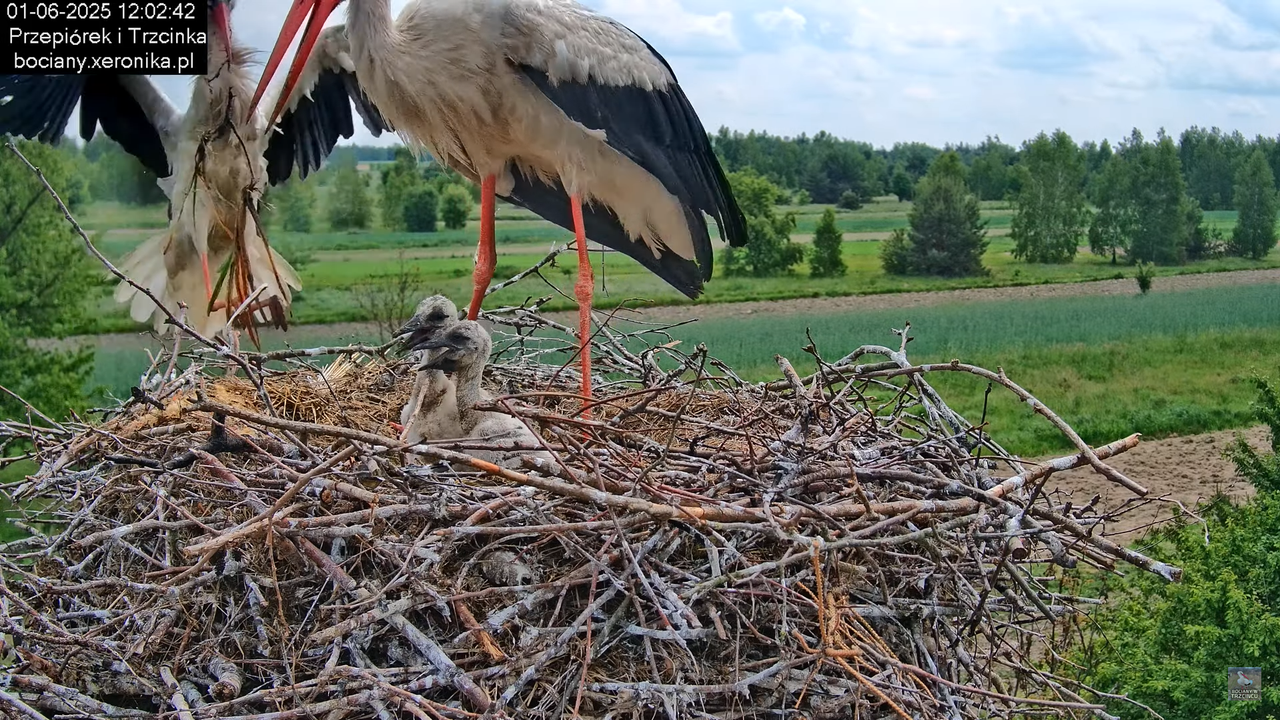 01062025bociany23