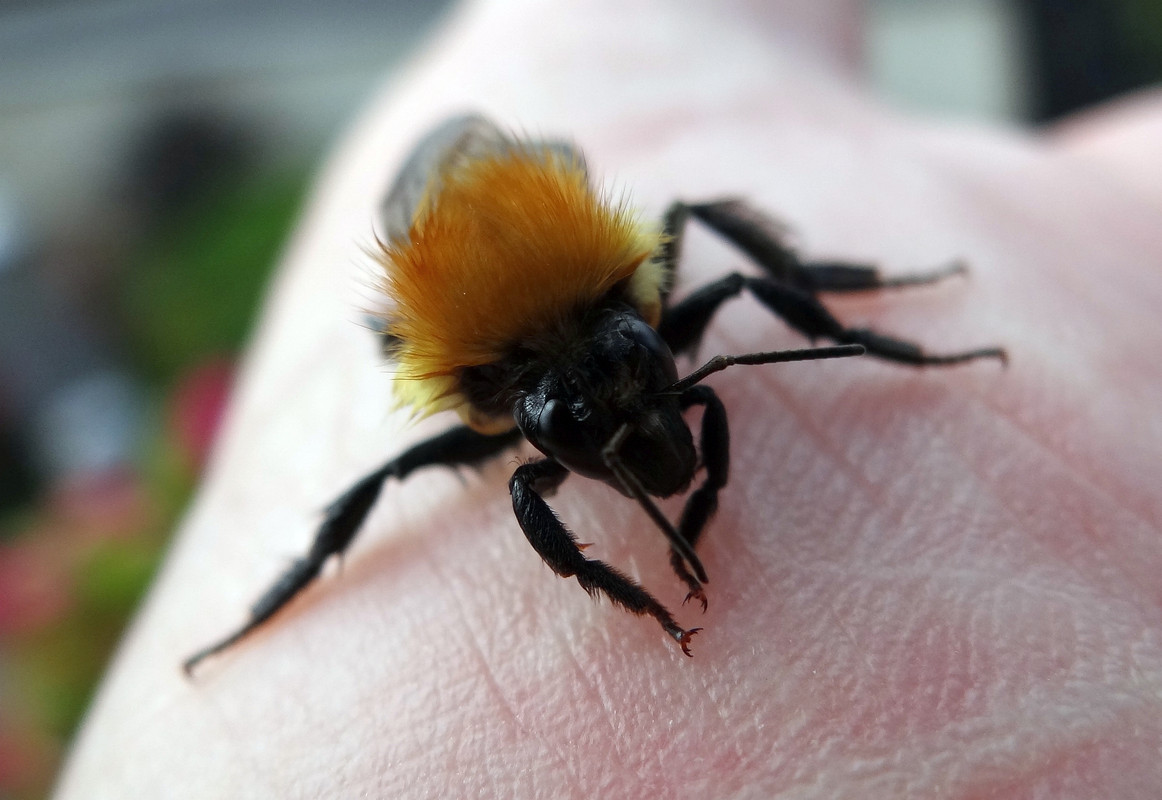 WET BEE 7 050824
