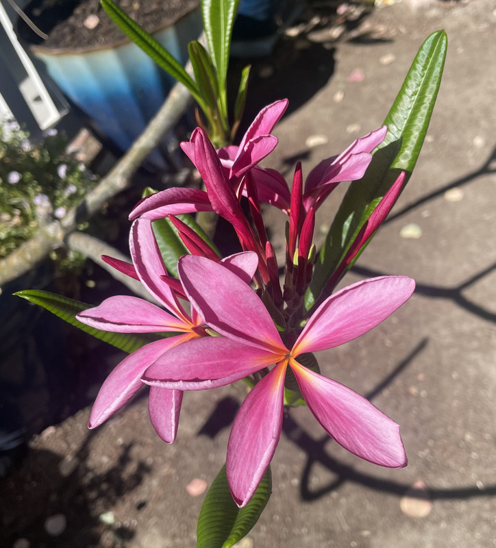 A7D653EA-25C6-46E9-A8D8-92A94F56D841_1_201_a