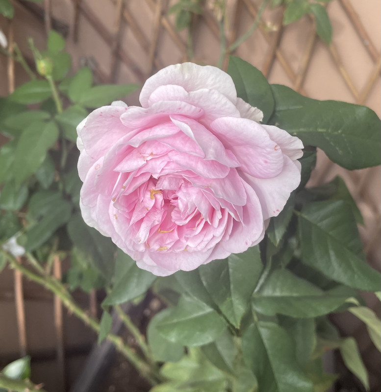 B9E2C9DD-2EE0-4355-8D30-4E93D4F96184