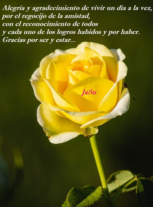 rosa-amarilla-amistad