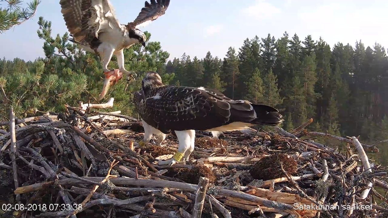 Satakunnan sääkset (Osprey Cam in Finland) - #sääksilive 2-28-12