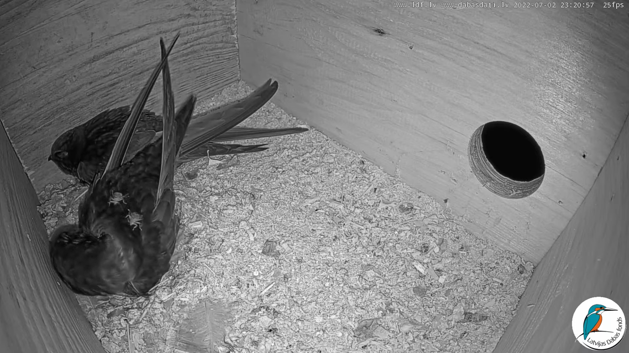 Svīre (Apus apus) Cēsu pils - LDF tiešraide _ Būris 13-35-17 screenshot