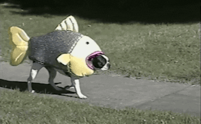 giphy-15.gif