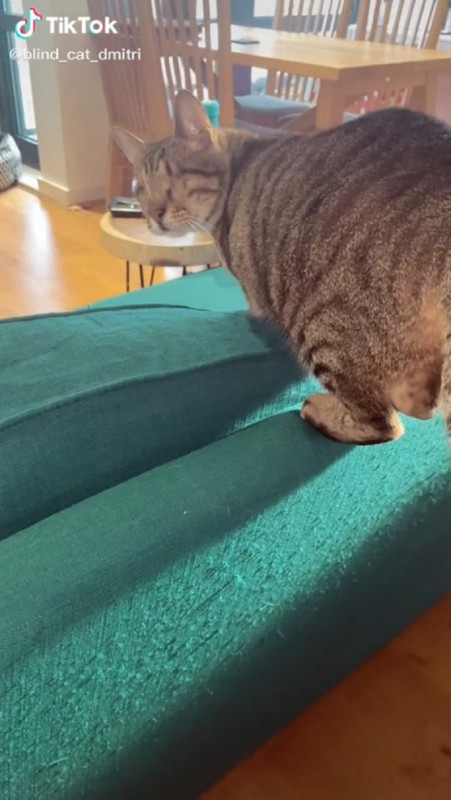 Gatito sin ojos que es una estrella en TikTok