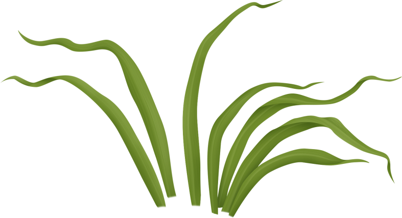 Pumpkinfairykitpudnplant