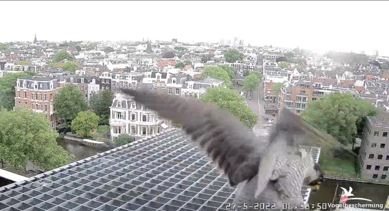 Amsterdam/Rijksmuseum screenshots © Beleef de Lente/Vogelbescherming Nederland - Pagina 9 Video-2022-05-27-065948-Moment-4