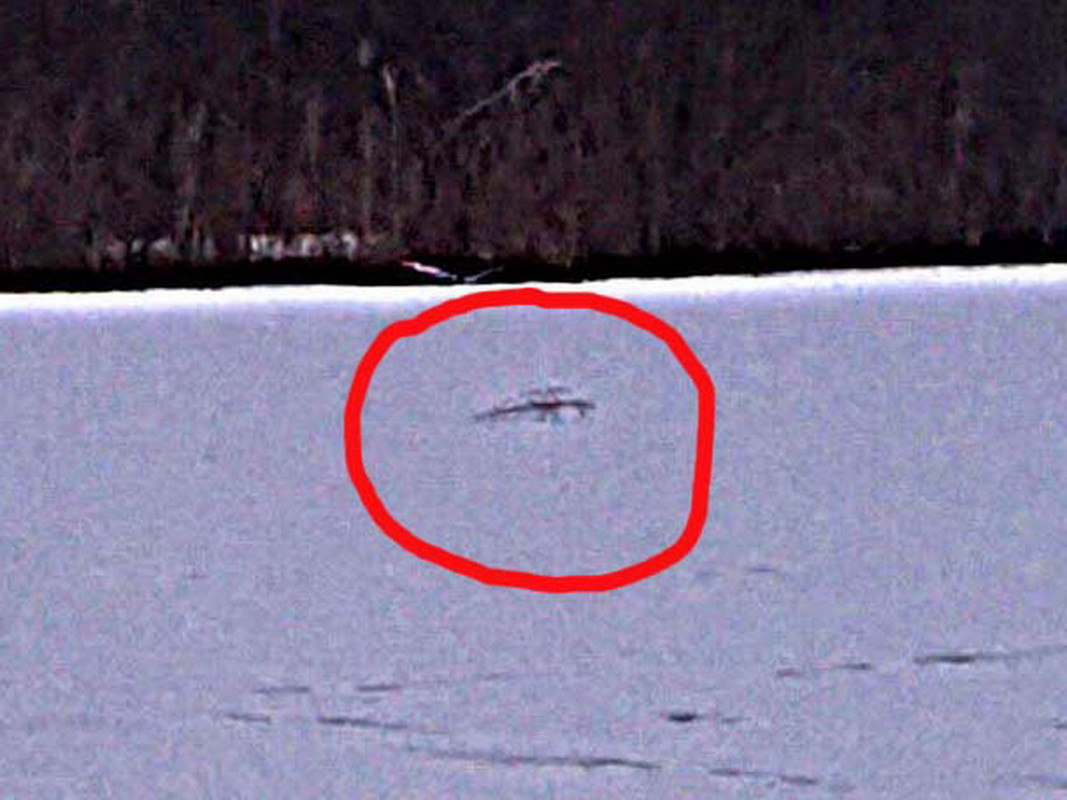 12 живое   1  01561388 прозрачная штука