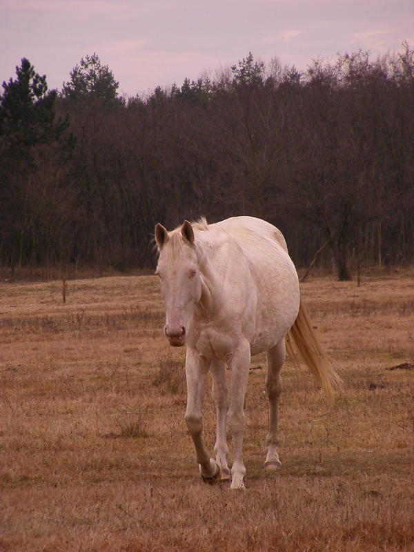 perlino-horse-stock-1-by-ladyayslinn-d4is6ly-fullview.jpg