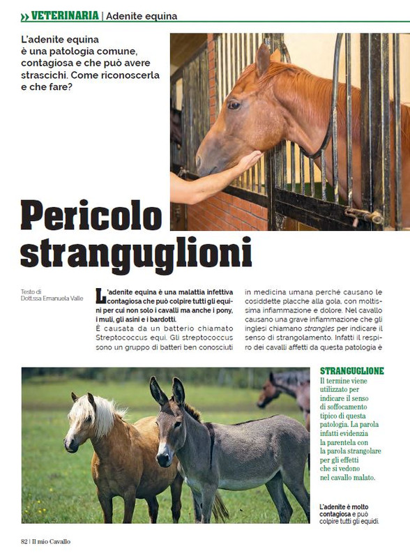 Il Mio Cav (Dic 2022-Gen 2023) 11