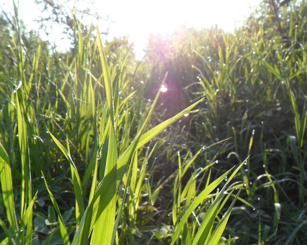 Кама 24.06.13 03