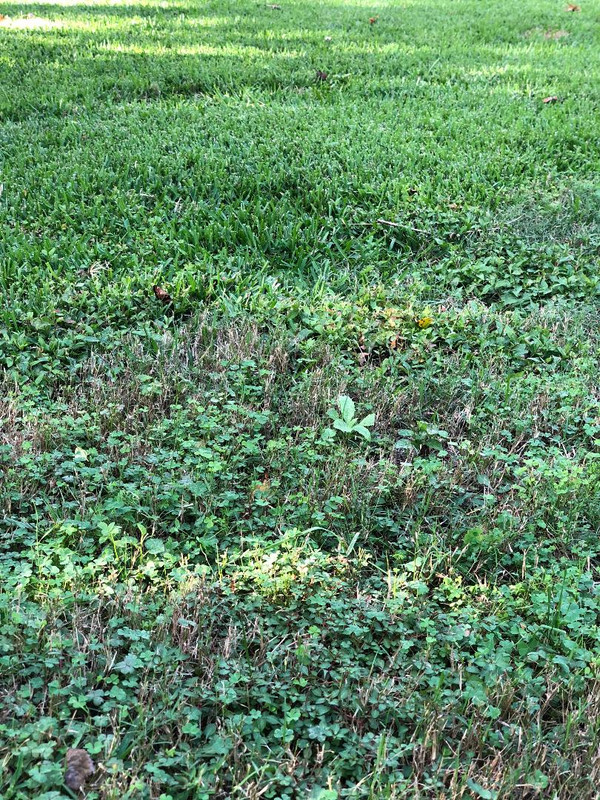 Clover patches in St Aug Lawn Care Forum