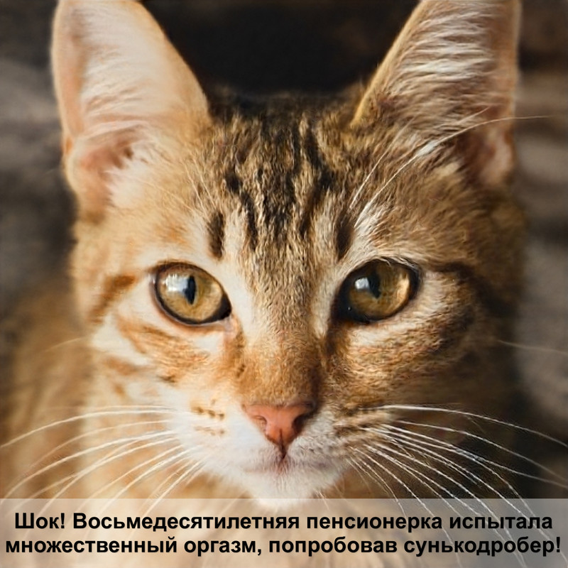 автоматический туалет для кошек kopfgescheit