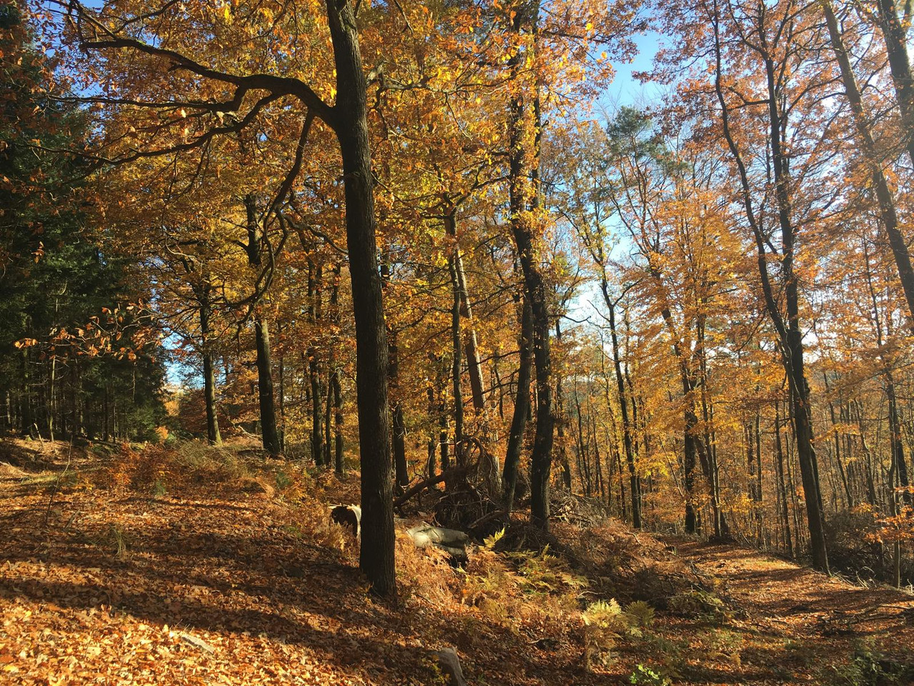 Das Herz des Waldes