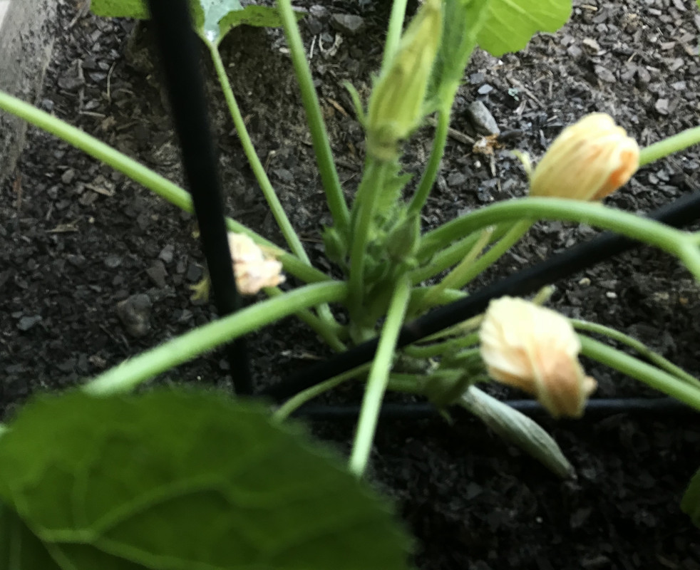 [Image: 28-B5-CBA3-1-F8-F-44-EE-B0-AC-F07-B8-E916893.jpg]