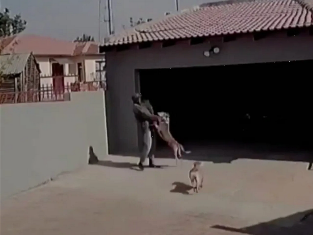 Perritos defienden su hogar de un ladrón y se hacen virales (Video)