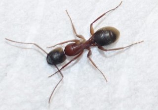 ant-queen-2.jpg