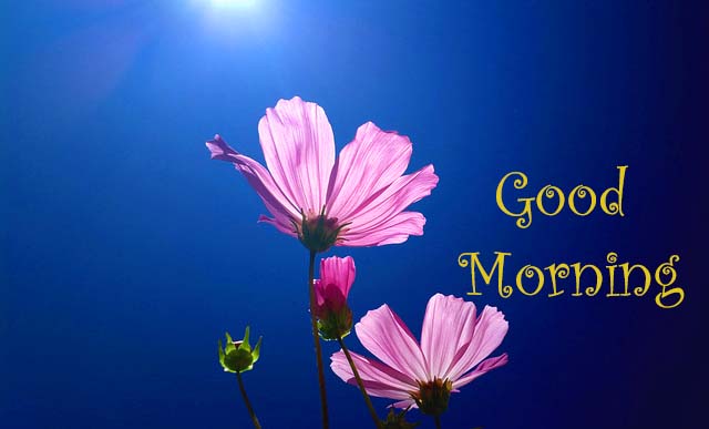 Good Day pictures, Good Day images, Good Day graphics, Good Day scraps, comments, Pics, Fotos, Photos, Facebook, Whatsapp, Instagram, Myspace, Hi5, Friendster and more day graphics