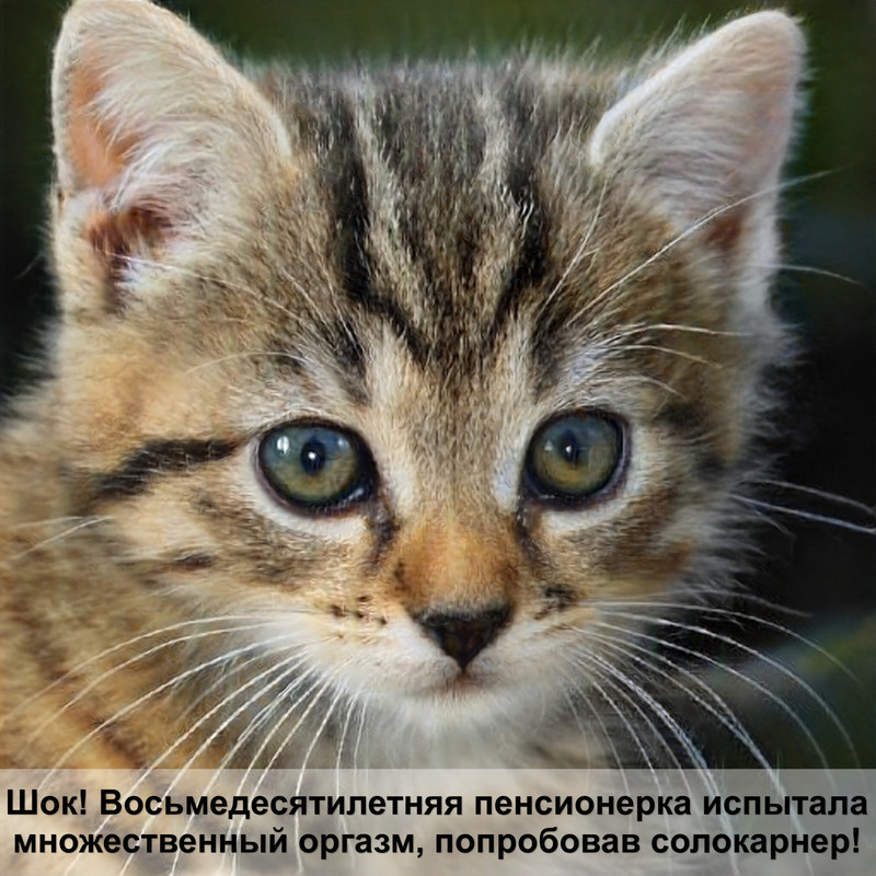 как определить возраст котенка фото