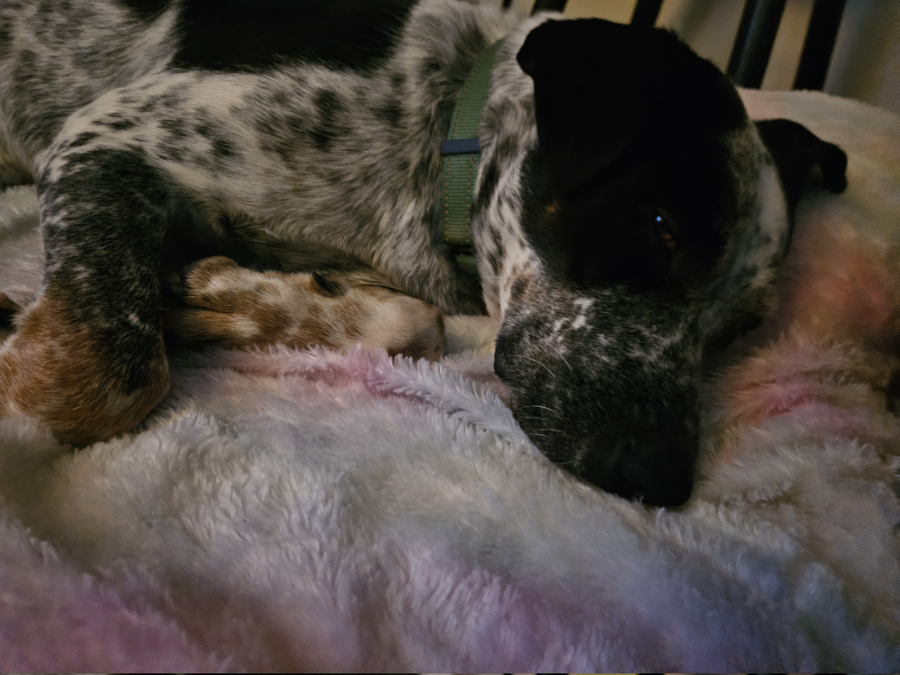 maverick will get a goose soon.... maverick will get a goose soon....