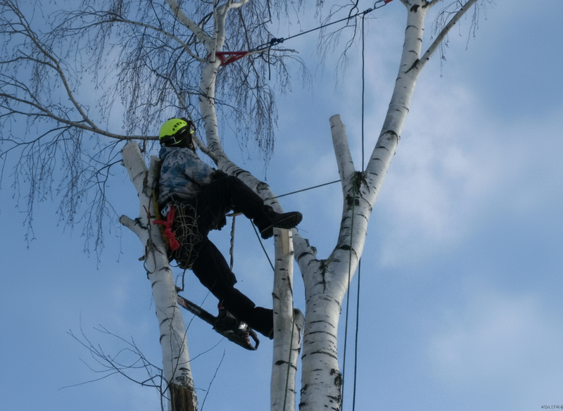 Высотный спил аварийного дерева частями — промышленный альпинист Самара