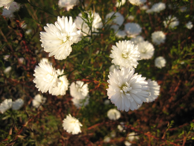 IMG_1265