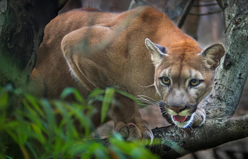 Puma - Habitantes rescatan y protegen a un espectacular puma americano en el Estado Trujillo Puma-americano