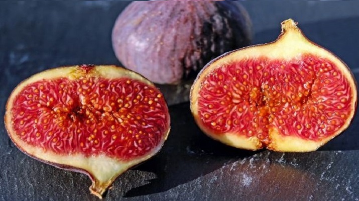 Can Rabbits Have Figs