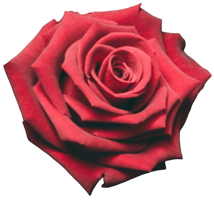 Red Rose 3