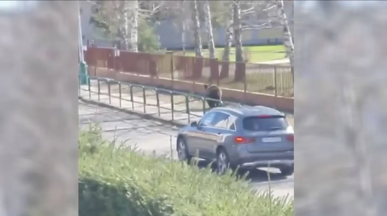 ¡Terror en Eslovaquia! Oso ataca a 5 personas y deja a un niño herido