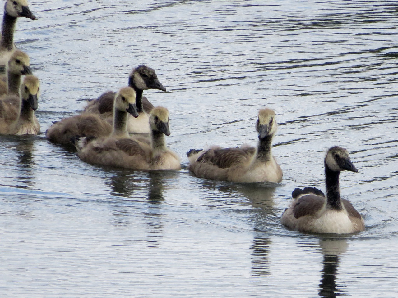 A creche of Canada geese
