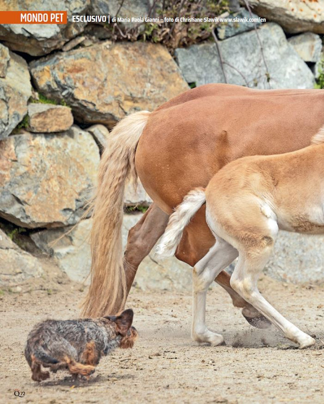 QuattroZampe Dic 2024-Gen 2025 (7)