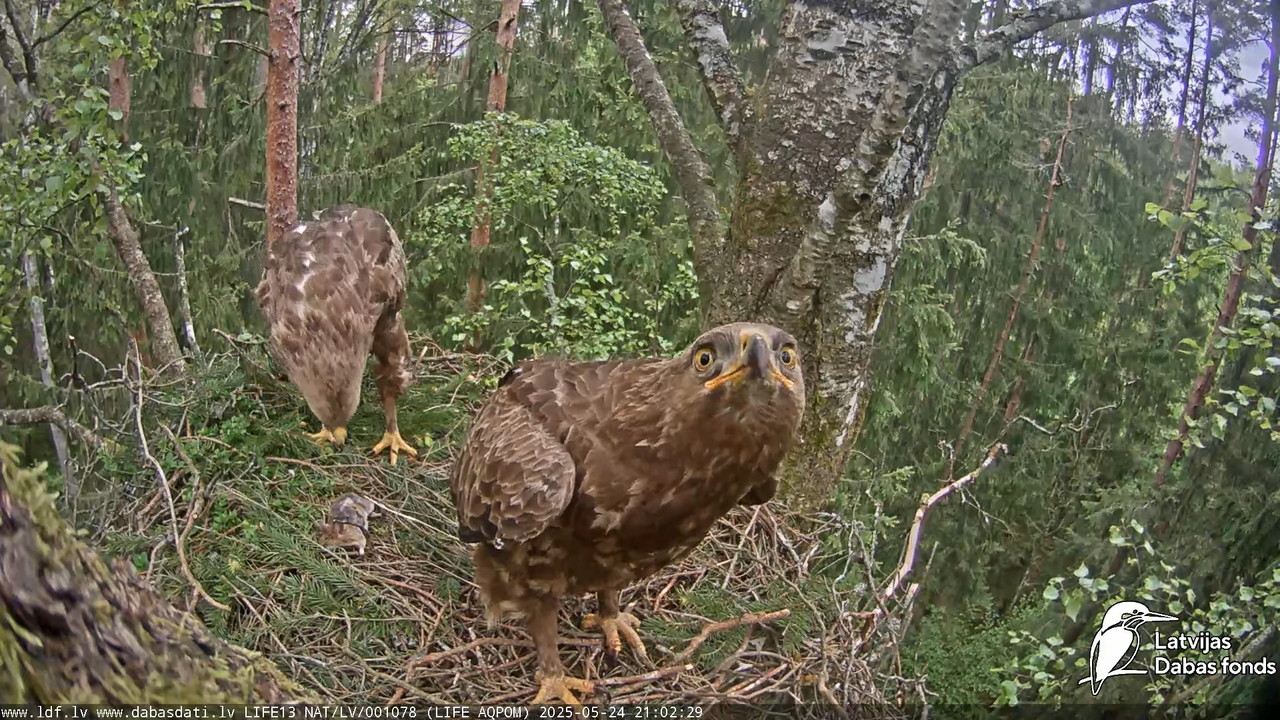 Mazais ērglis (Clanga pomarina), ligzda bērzā 15-24-59 screenshot