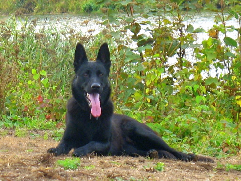 07) Náš nádherný Anubis 9 9 09