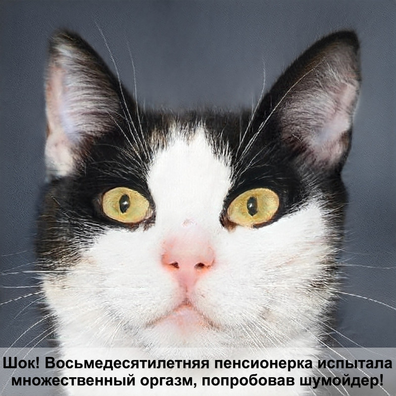 общий анализ крови у кошек